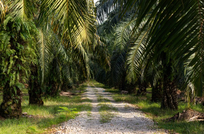 Enam Anak Usaha Astra Agro Dilaporkan, Walhi Sebut Kerugian Negara Rp200 Triliun